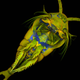 Illustration for article titled Incredible microscopic images from Nikons Small World Photomicrography Competition